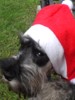 DISFRAZ PARA MASCOTA DE SANTA CLAUS